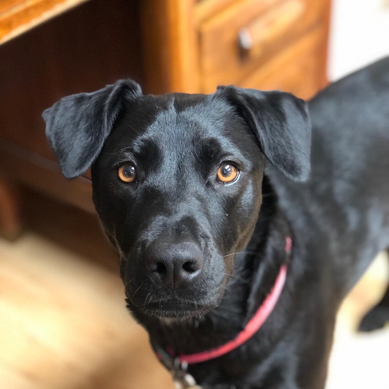 Miss Liberty, Joshua's rescue dog