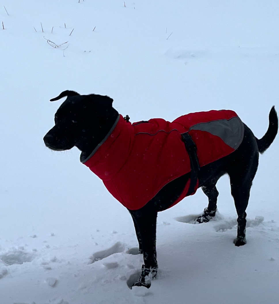 Liberty in the snow